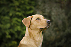 Boxer-Shepherd-Labrador Portrait