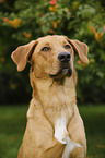 Boxer-Shepherd-Labrador Portrait