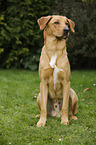 sitting Boxer-Shepherd-Labrador