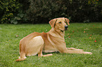lying Boxer-Shepherd-Labrador