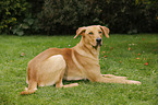 lying Boxer-Shepherd-Labrador