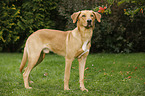 Boxer-Shepherd-Labrador