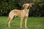 Boxer-Shepherd-Labrador