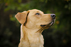 Boxer-Shepherd-Labrador Portrait