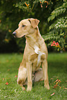 sitting Boxer-Shepherd-Labrador