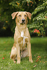 sitting Boxer-Shepherd-Labrador