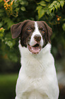 Munsterlander-Labrador-Border-Shepherd Portrait