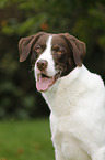 Munsterlander-Labrador-Border-Shepherd Portrait