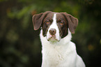 Munsterlander-Labrador-Border-Shepherd Portrait