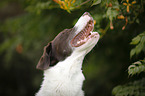 Munsterlander-Labrador-Border-Shepherd Portrait