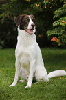 sitting Munsterlander-Labrador-Border-Shepherd