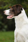 Munsterlander-Labrador-Border-Shepherd Portrait