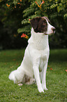 sitting Munsterlander-Labrador-Border-Shepherd