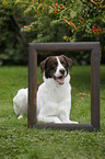 lying Munsterlander-Labrador-Border-Shepherd