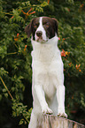 Munsterlander-Labrador-Border-Shepherd