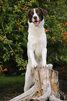 Munsterlander-Labrador-Border-Shepherd