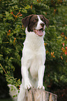 Munsterlander-Labrador-Border-Shepherd