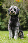 sitting Tibetan-Terrier-Mongrel