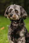Tibetan-Terrier-Mongrel Portrait