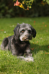 lying Tibetan-Terrier-Mongrel