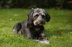 lying Tibetan-Terrier-Mongrel