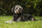 lying Tibetan-Terrier-Mongrel