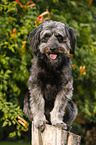 sitting Tibetan-Terrier-Mongrel