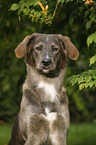 mongrel portrait