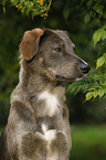 mongrel portrait