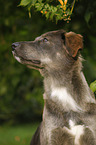 mongrel portrait