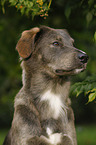 mongrel portrait
