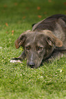 lying mongrel