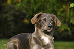 mongrel portrait