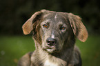 mongrel portrait