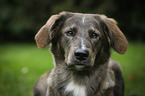mongrel portrait