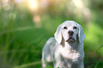 Beagle-Mongrel Portrait