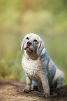 sitting Beagle-Mongrel