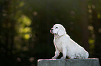 siting Beagle-Mongrel
