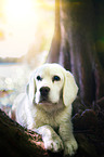lying Beagle-Mongrel