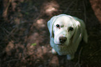 sitting Beagle-Mongrel