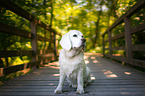 sitting Beagle-Mongrel