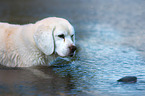 bathing Beagle-Mongrel