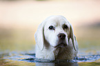 bathing Beagle-Mongrel