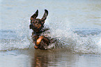 running Hanoverian-Hound-Austrian-Black-and-Tan-Hound