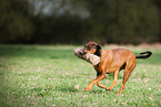 retrieving Hanoverian-Hound-Austrian-Black-and-Tan-Hound