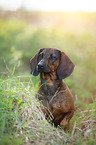 sitting Hanoverian-Hound-Austrian-Black-and-Tan-Hound