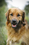 mongrel portrait