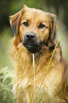 mongrel portrait