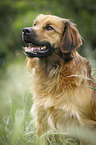 mongrel portrait