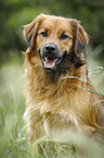 mongrel portrait